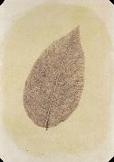 Willim Henry Fox Talbot Leaf with Its Stem Removed china oil painting artist